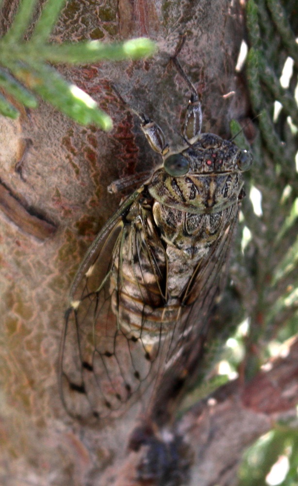 Cicada orni